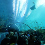 Georgia Aquarium - Not only about Fish