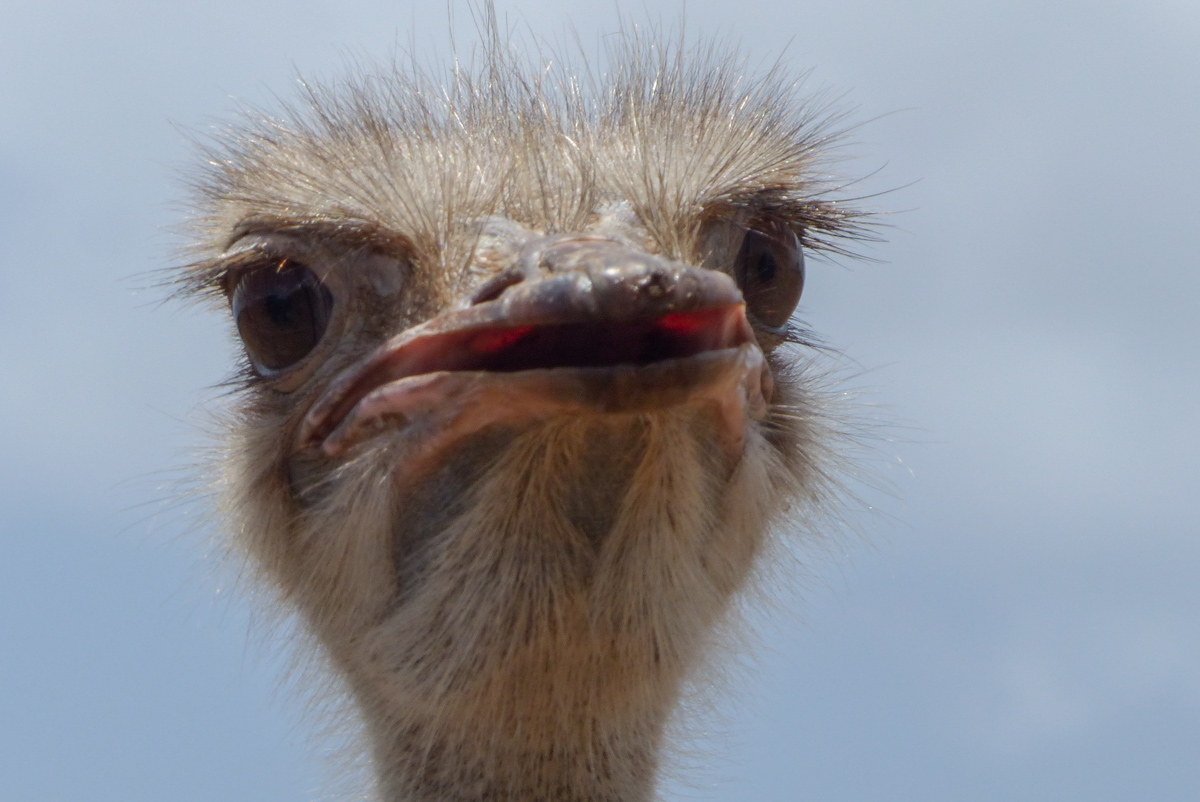 Curacao Ostrich Farm