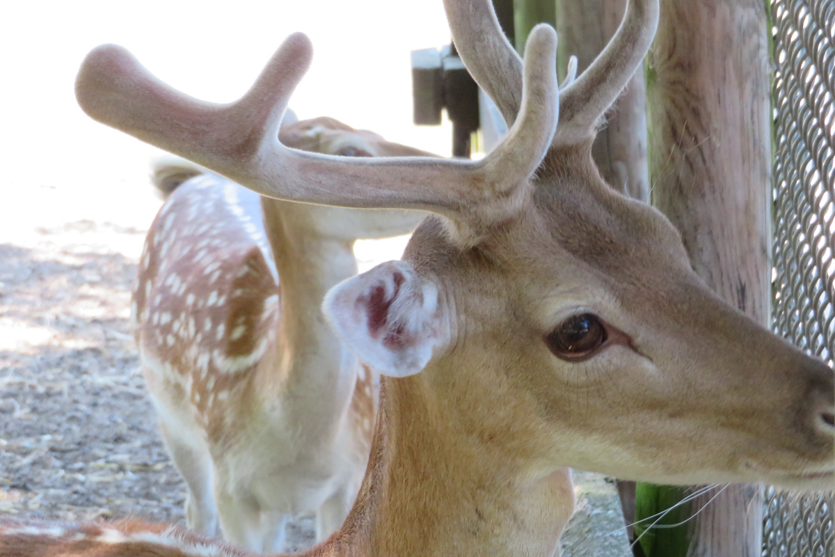 Dormagen Deer Park Tannenbusch