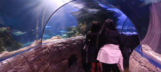 SeaLife London Aquarium SeaLife London Aquarium