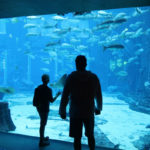The Lost Chambers Aquarium (Atlantis Hotel Dubai)