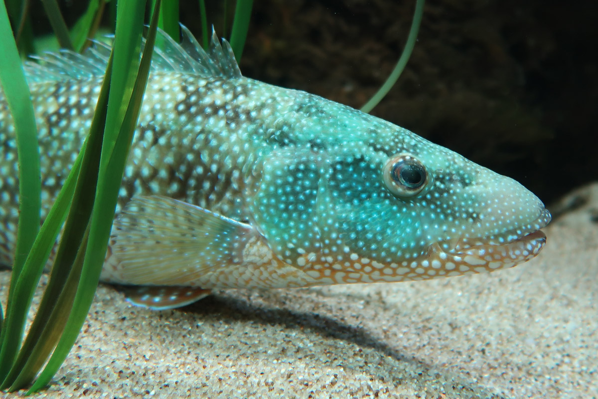 Dubrovnik Aquarium