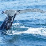 Whale Watching with North Sailing Husavik (Iceland)