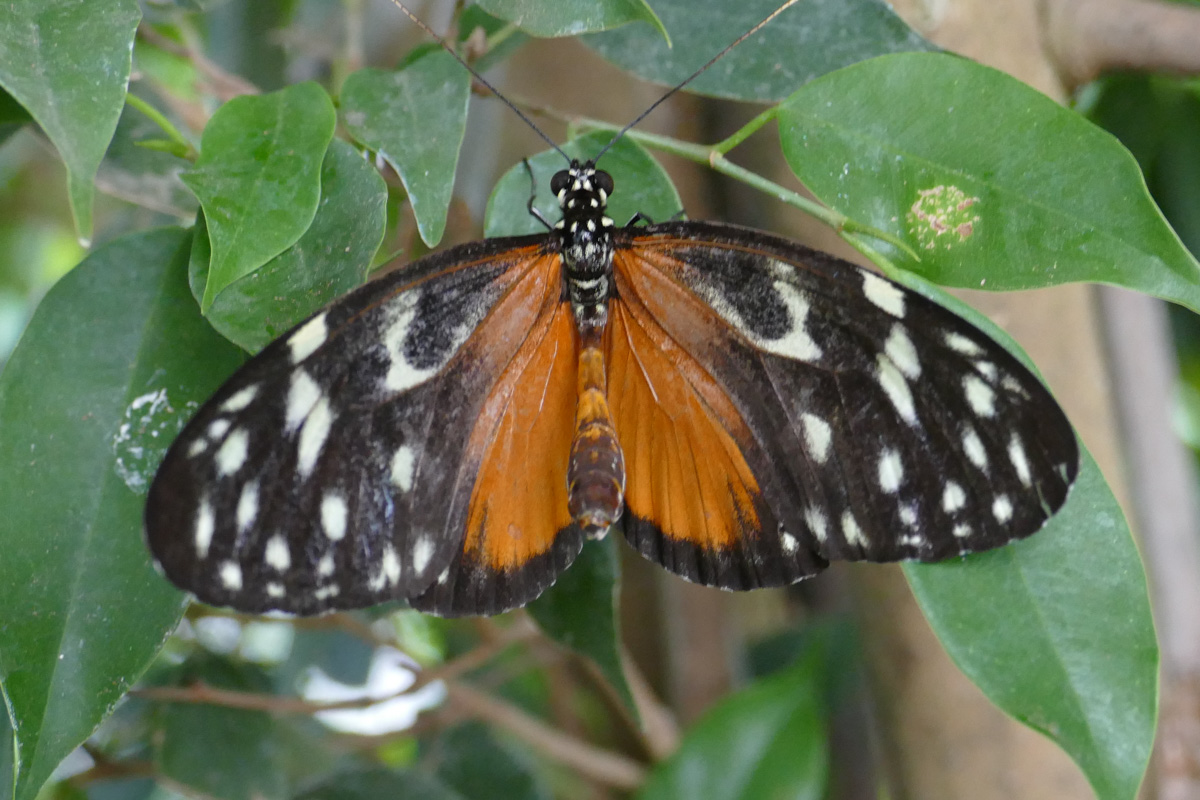 Grevenmacher Butterfly Garden