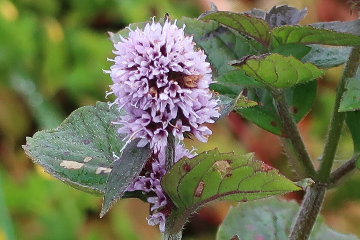 Faroese National Botanical Garden (Pictured Story)