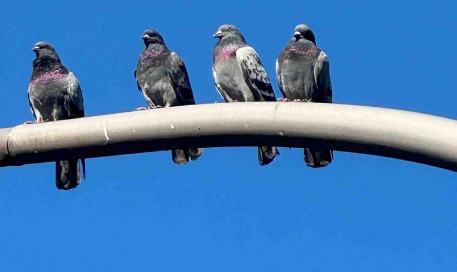 Mary And The Sharks – Prophecy EP