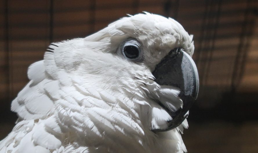 Six US States And Nashville (Day 8 – 6th June 2025) – A Day In The Smokies