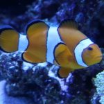 The National Aquarium Abu Dhabi