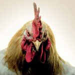 Gluecifer - Same Drug New High