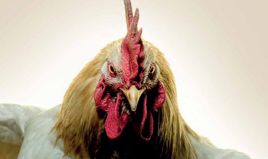 Gluecifer – Same Drug New High