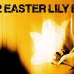 U2 - Easter Lily EP