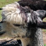 Kalisto Tierpark (Animal Park) & Cafe (Kamp-Lintfort)