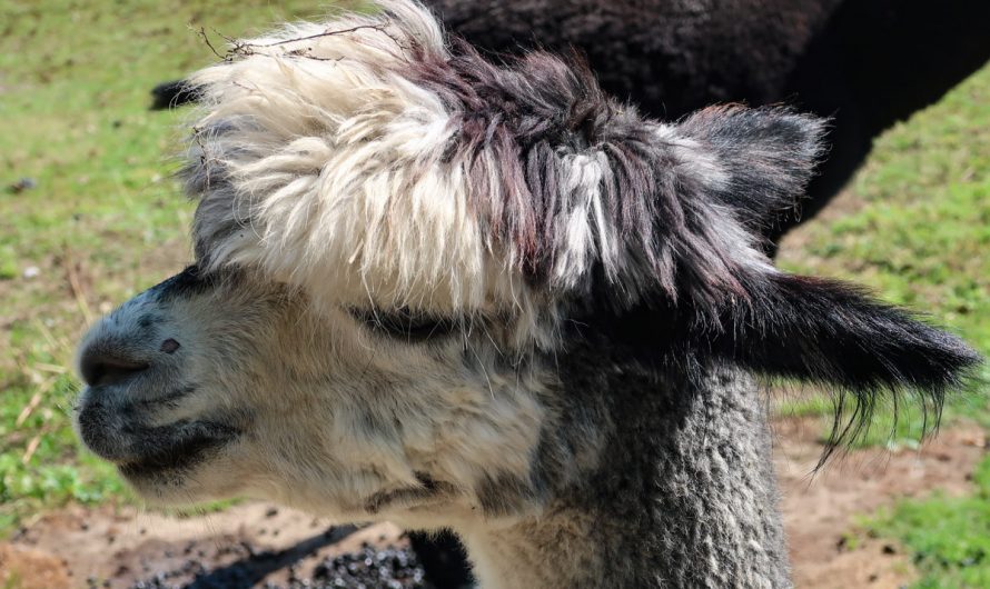 Kalisto Tierpark (Animal Park) & Cafe (Kamp-Lintfort)
