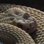American International Rattlesnake Museum