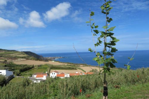 201805 Azores 0114