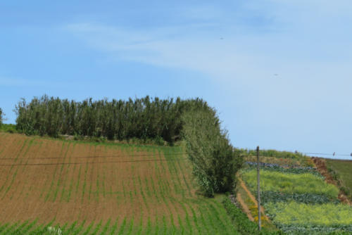 201805 Azores 0138