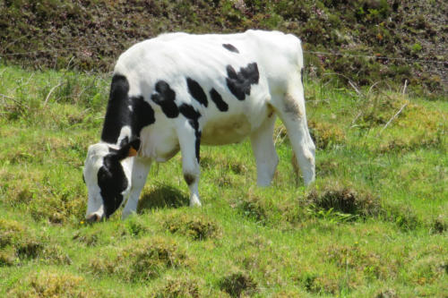 201805 Azores 0164