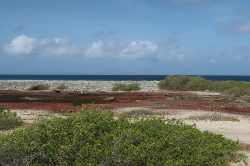 201807 Bonaire 0078