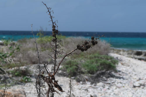 201807 Bonaire 0094