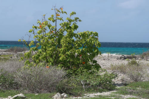 201807 Bonaire 0095