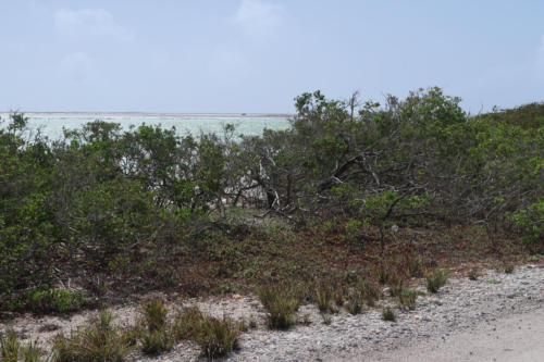 201807 Bonaire 0096