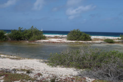 201807 Bonaire 0097