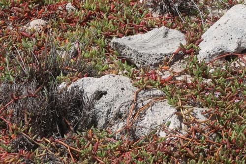 201807 Bonaire 0102