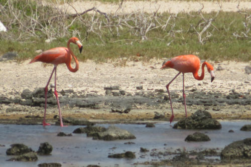 201807 Bonaire 0118