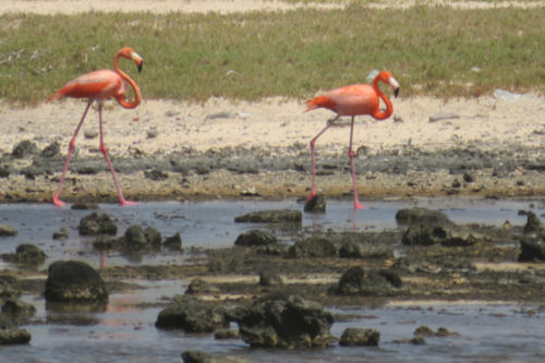 201807 Bonaire 0119