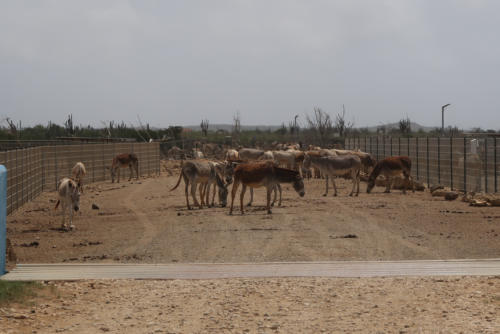 201807 Bonaire 0127