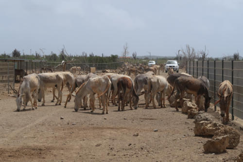 201807 Bonaire 0132