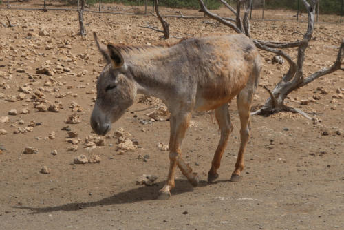 201807 Bonaire 0133