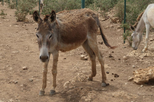 201807 Bonaire 0138