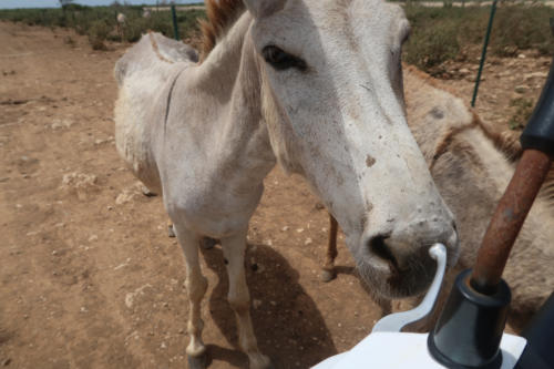 201807 Bonaire 0139