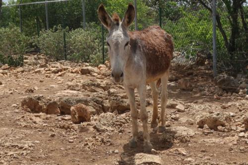 201807 Bonaire 0141