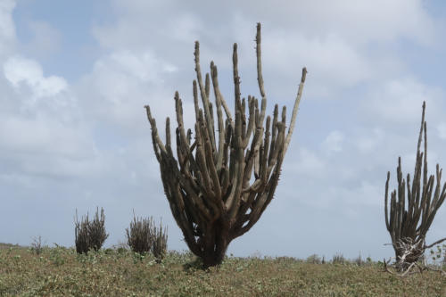 201807 Bonaire 0142