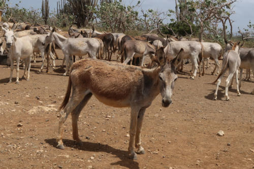 201807 Bonaire 0143