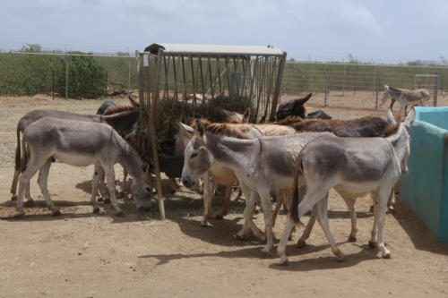 201807 Bonaire 0144