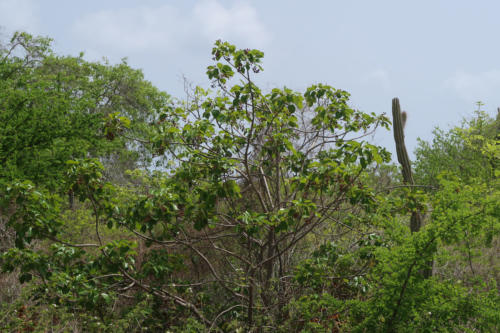 201807 Bonaire 0177