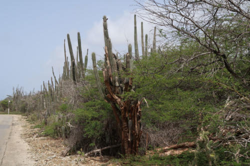 201807 Bonaire 0188