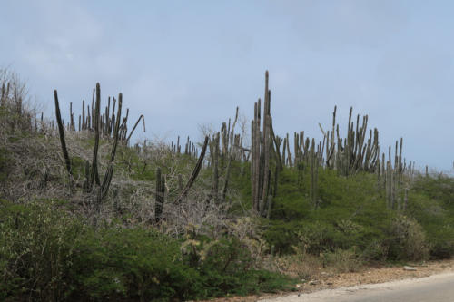 201807 Bonaire 0189