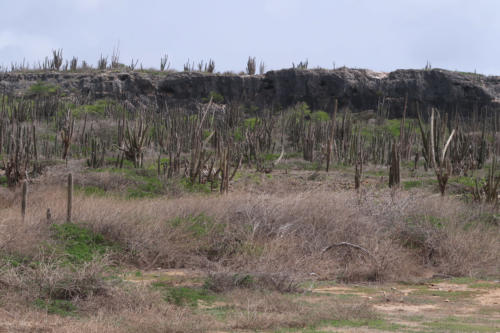 201807 Bonaire 0191