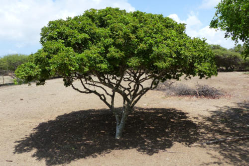 201807 Curacao 0337