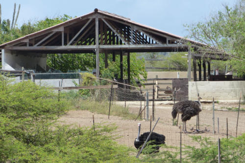 201807 Curacao 0338