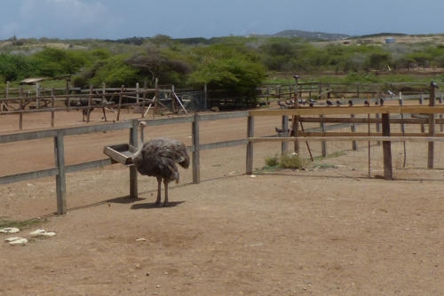 201807 Curacao 0346