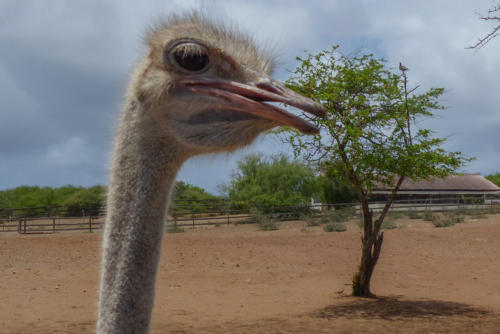 201807 Curacao 0359