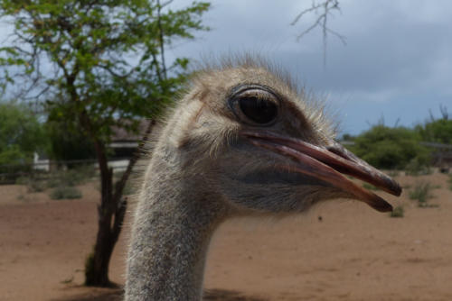 201807 Curacao 0360