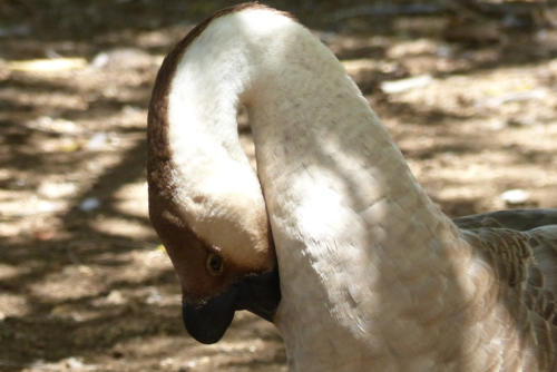 201807 Curacao 0394