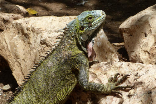 201807 Curacao 0414