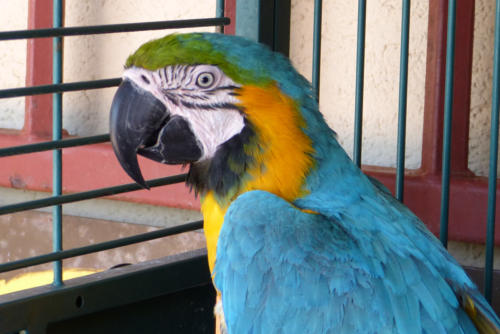 201807 Curacao 0421